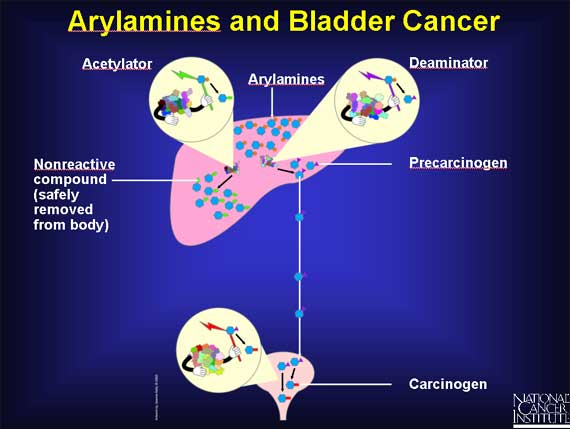 Arylamines and bladder cancer