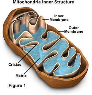 mitochondria inner structure